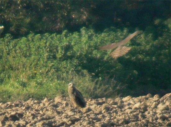 Black-eared Kite