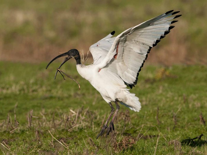 Sacred Ibis
