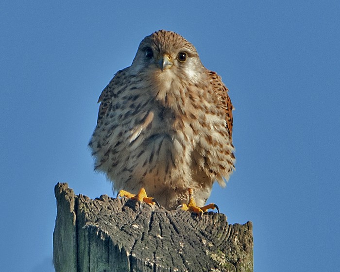 Kestrel