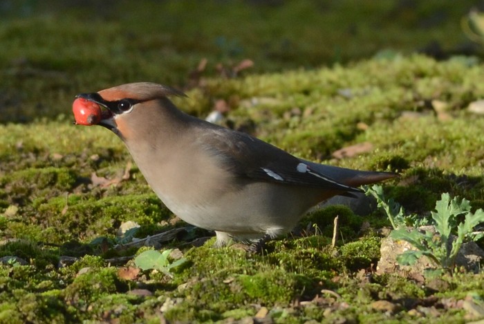 Waxwing