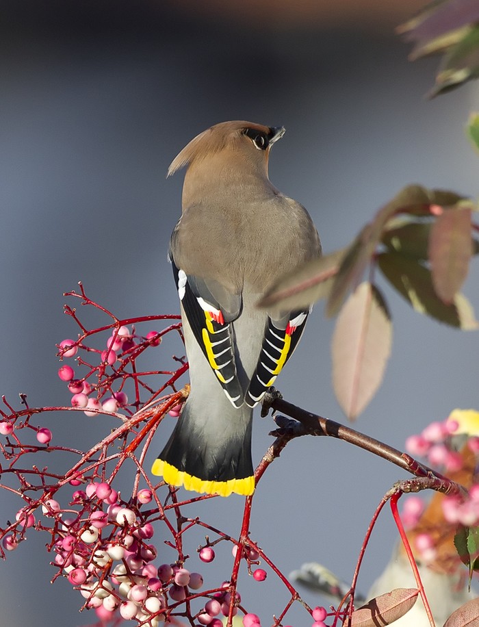 Waxwing