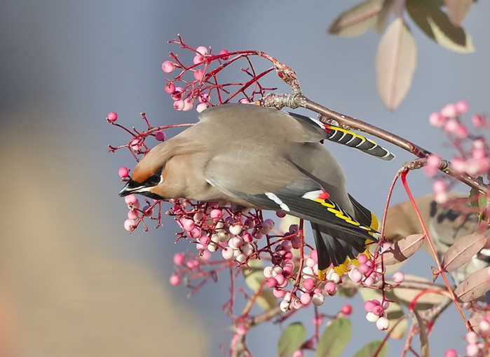 Waxwing