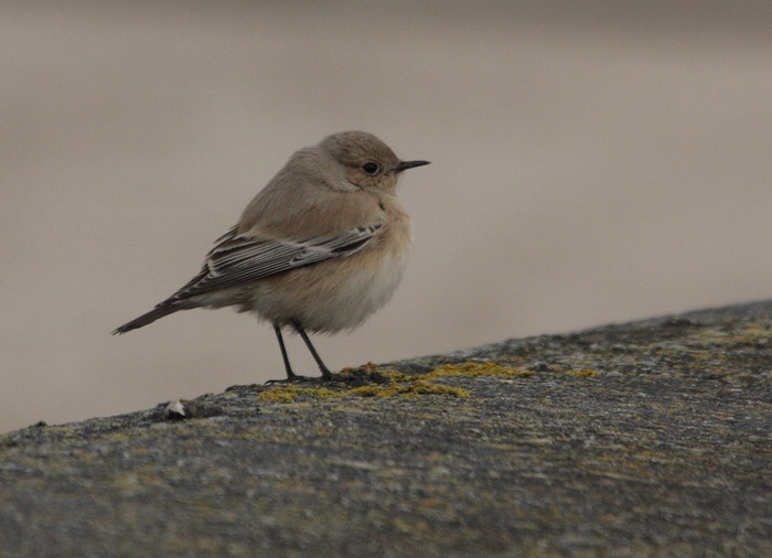 Desert Wheatear