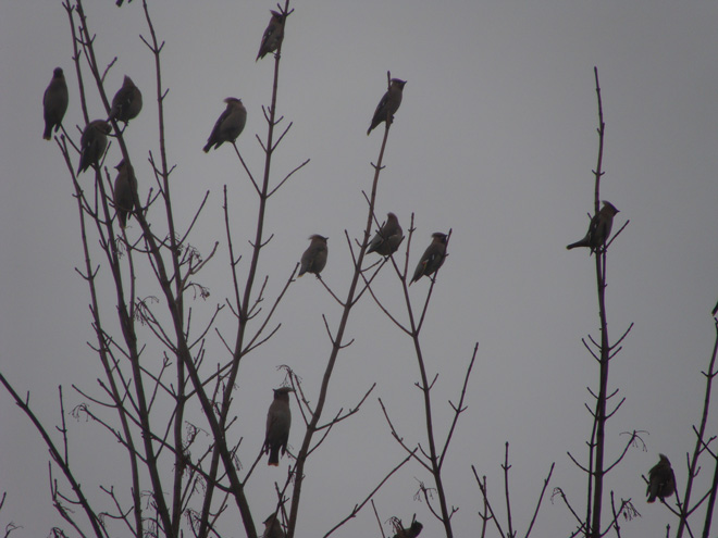 Waxwing