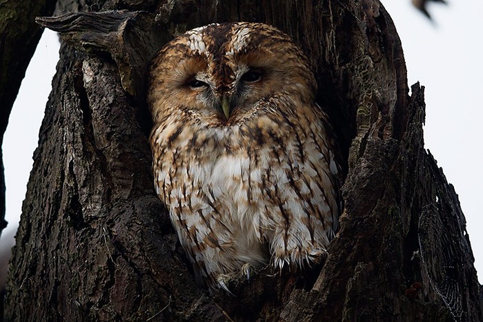 Tawny Owl