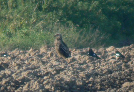 Black-eared Kite