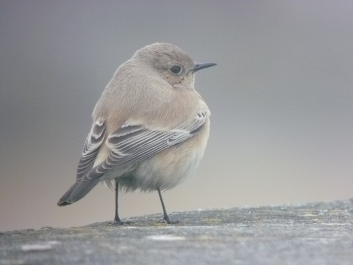 Desert Wheatear