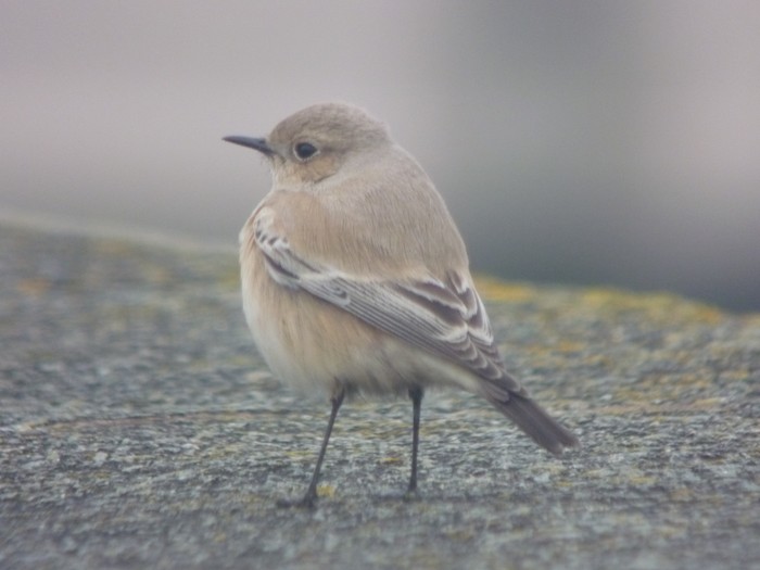 Desert Wheatear