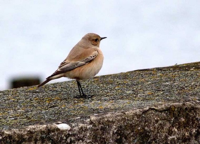 Desert Wheatear