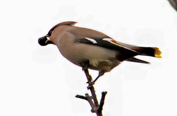 Waxwing