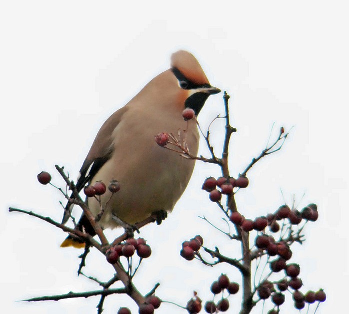 Waxwing