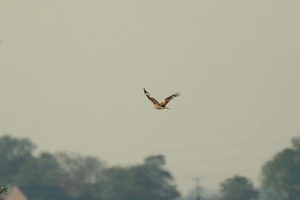 Black Kite