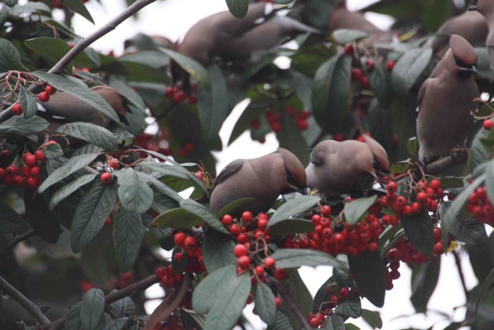 Waxwing