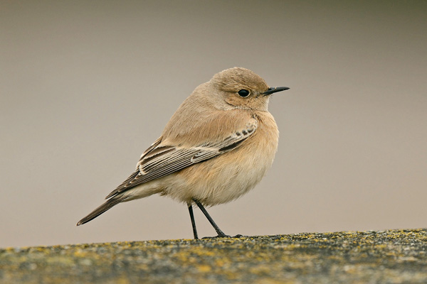 Desert Wheatear