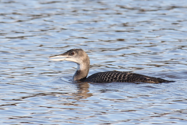 Great Northern Diver