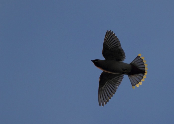 Waxwing