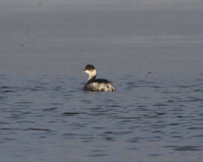 Black-necked Grebe