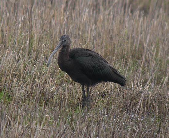 Glossy Ibis