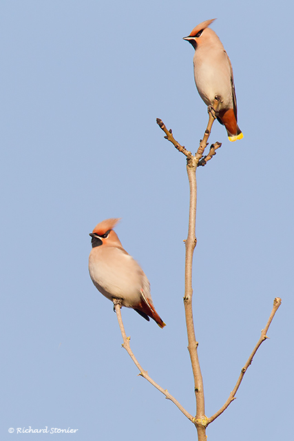 Waxwing