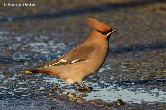Waxwing