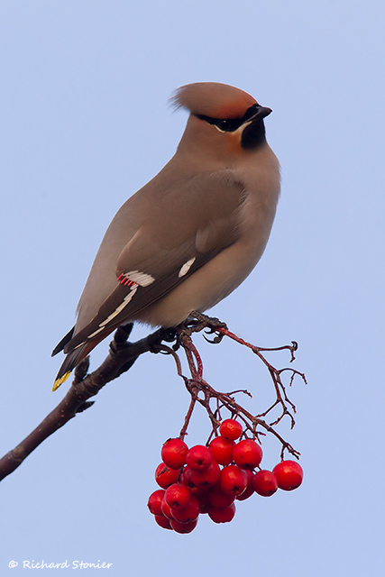 Waxwing