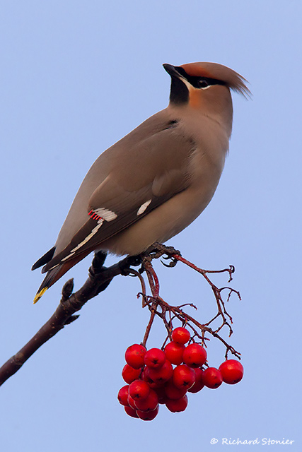 Waxwing