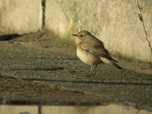 Desert Wheatear