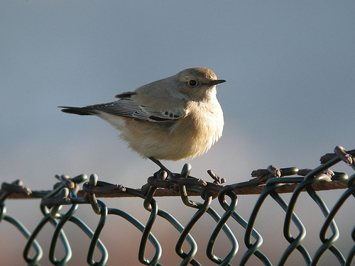 Desert Wheatear