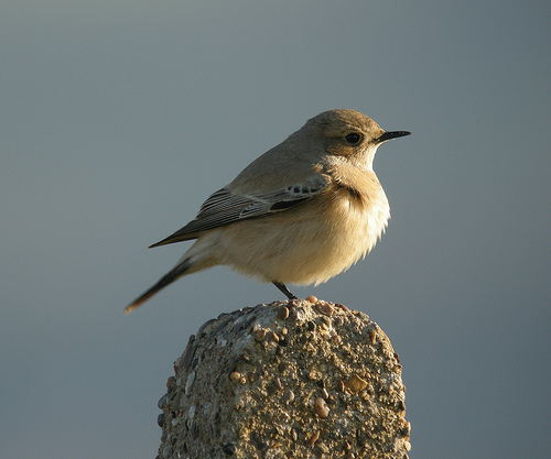 Desert Wheatear