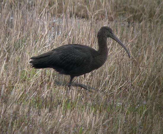 Glossy Ibis