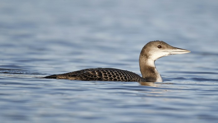 Great Northern Diver