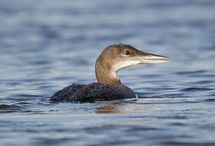 Great Northern Diver