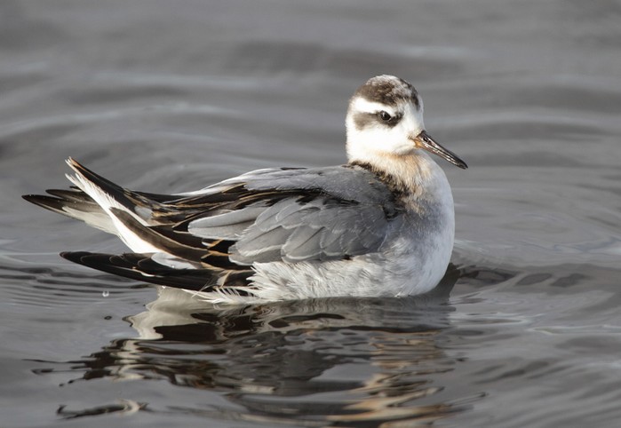 Grey Phalarope