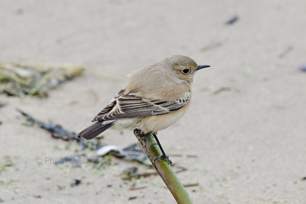 Desert Wheatear