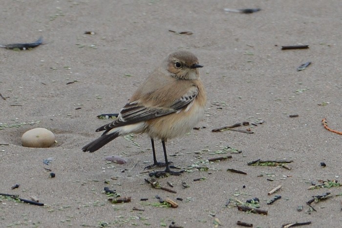 Desert Wheatear