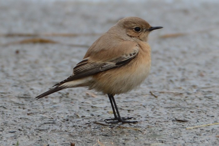 Desert Wheatear