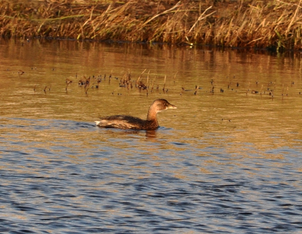 Pied-billed Grebe
