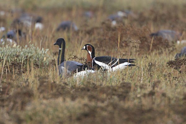 Red-breasted Goose