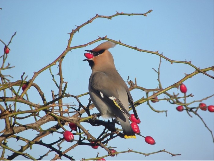 Waxwing