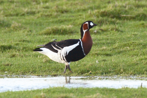 Red-breasted Goose