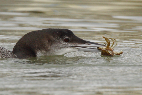 Great Northern Diver