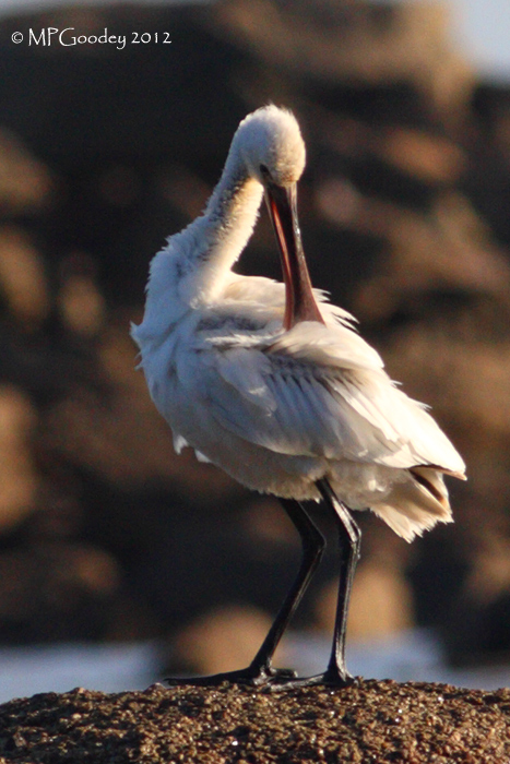 Spoonbill
