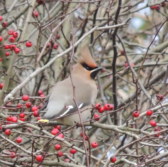 Waxwing