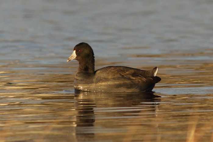 American Coot