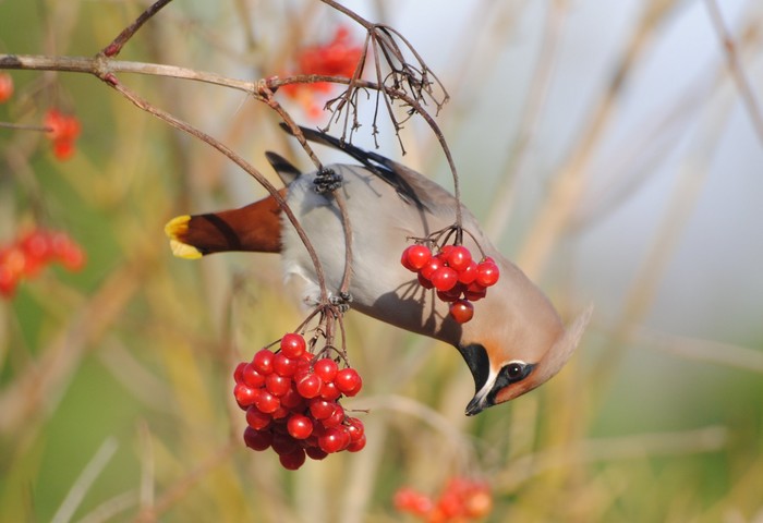 Waxwing