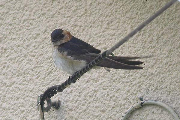 Red-rumped Swallow