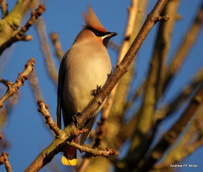 Waxwing