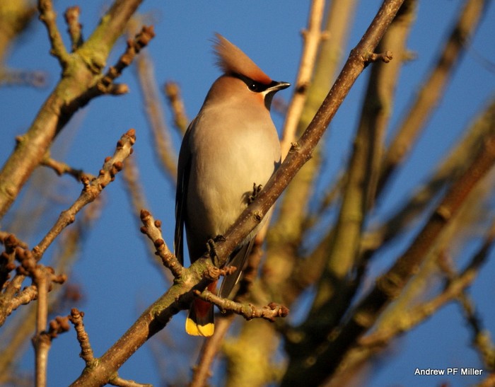 Waxwing