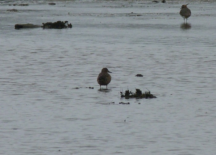 Blue-winged Teal