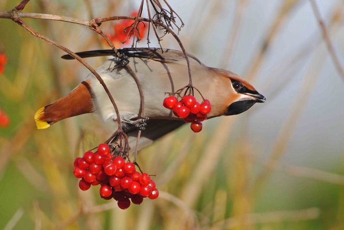 Waxwing